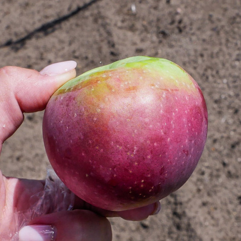 Apfelbaum Lobo - Wurzelnackte Pflanze