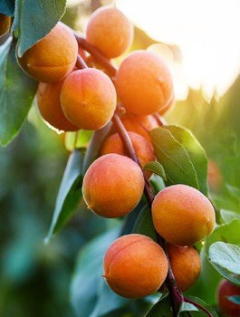 Afrikosenbaum Früh aus Morden - Wurzelnackte Pflanze