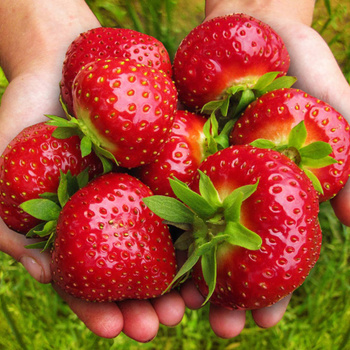 10 Stk. Erdbeerpflanze 'Murzynek' sehr süße Frucht