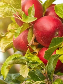 Säulen-Apfelbaum Promyk Słońca (Sun Light) vom Typ Red Cap - Wurzelnackte Pflanze