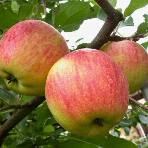 Apfelbaum Cox Orange - Wurzelnackte Pflanze