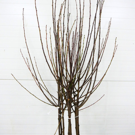 Pflaume Jerozolimka Pfirsich-Reneklode - Wurzelnackte Pflanze