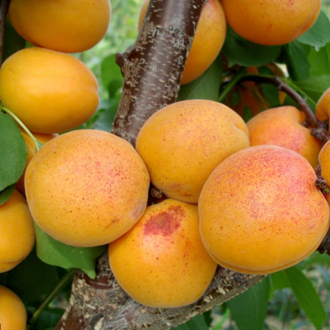 Aprikosenbaum Goldrich – wurzelnackte Pflanze