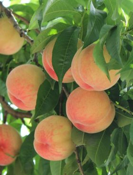 Pfirsichbaum Harnaś - Wurzelnackte Pflanze