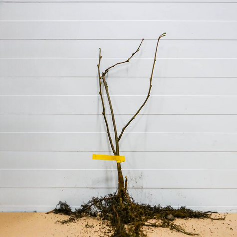 Haselnussbaum Webba Cenny - Wurzelnackte Pflanze