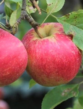 Apfelbaum Jonatan - Wurzelnackte Pflanze