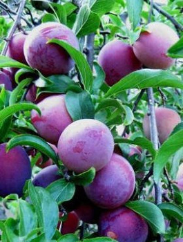 Renklode Althana - Wurzelnackte Pflanze