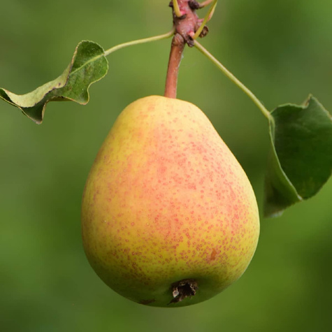 Birnenbaum Klapsa Faworytka - Wurzelnackte Pflanze