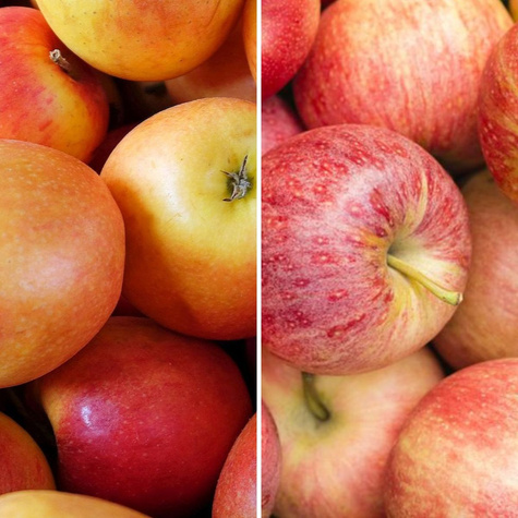 Apfelbaume Duo Szampion+ Gala Obstbaum Apfel 120 cm / 160 cm