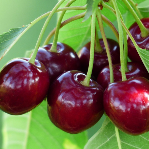 Traubige Sauerkirsche (Újfehértói Fürtös) - Wurzelnackte Pflanze