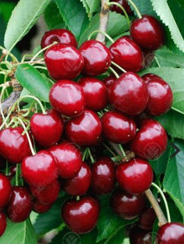 Süßkirsche Sam - Wurzelnackte Pflanze