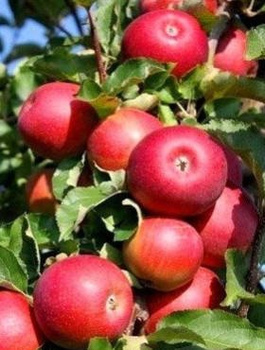 Apfelbaum Rubin - Wurzelnackte Pflanze