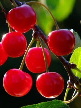 Sauerkirsche Wanda - Wurzelnackte Pflanze