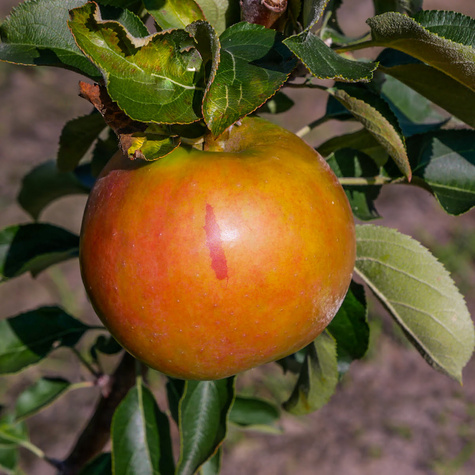 Apfelbaume Säulenobst Suncats Obstbaum Apfel 120 cm / 160 cm
