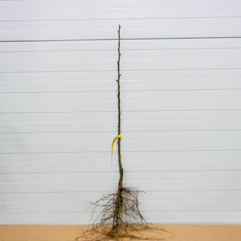 Nashi-Birne Early Shu - Wurzelnackte Pflanze