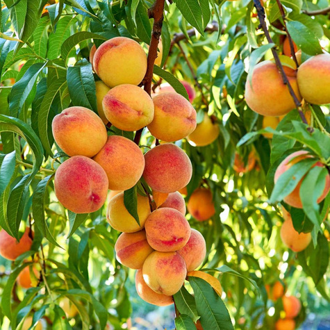 Pfirsichbaum Inka - Wurzelnackte Pflanze