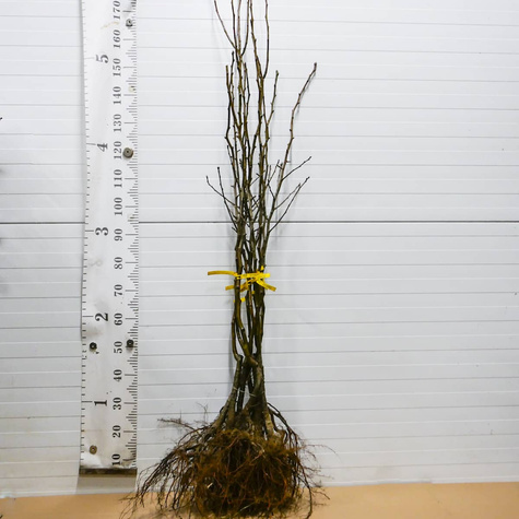 Birnenbaum Dicolor - Wurzelnackte Pflanze