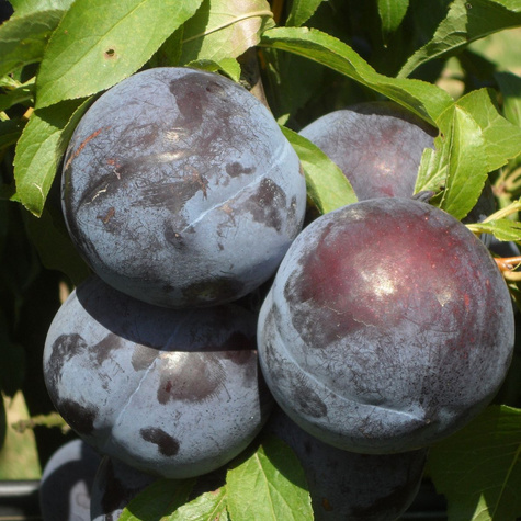 Japanischer Pflaumenbaum Angelo - Wurzelnackte Pflanze
