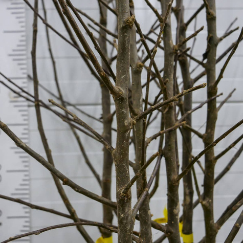 Apfelbaum Starking - Wurzelnackte Pflanze