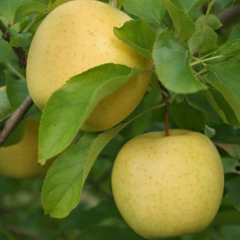 Apfelbaum Reneta Landsberska - Wurzelnackte Pflanze