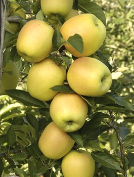 Säulen-Apfelbaum Moon Light - Wurzelnackte Pflanze