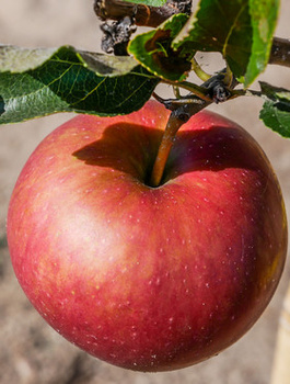 Apfelbaum Jeronimo Red Delicious - Wurzelnackte Pflanze