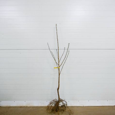 Sauerkirsche Turgieniewska - Wurzelnackte Pflanze