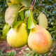 Birnenbaum Patten  Obstbaum Birne 80cm / 140cm