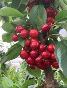 Süßkirsche Karesova - Wurzelnackte Pflanze