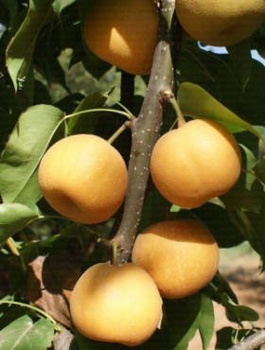 Asiatische Birne Kosui - Wurzelnackte Pflanze