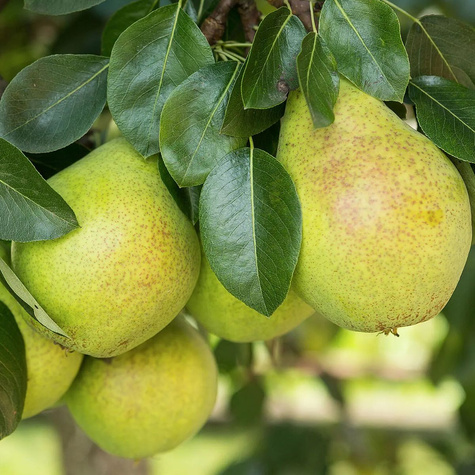 Birnbaum 'Lukasówka' - Wurzelnackte Pflanze
