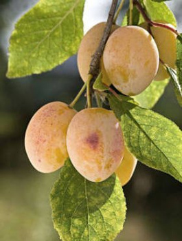 Pflaumenbaum ‘Węgierka Biała’ - Wurzelnackte Pflanze