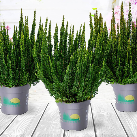 3x Heidekraut Skyline Stockholm grün – Pflanzenset