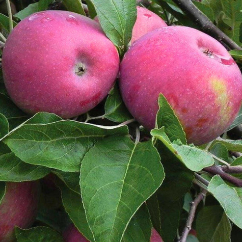 Apfelbaume Cortland Wicki Zimowa Obstbaum Apfel 80cm / 140cm