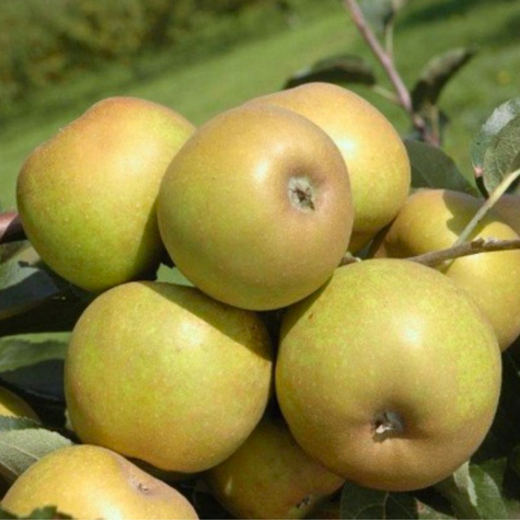 Apfelbaume Graue Renette Obstbaum Apfel 80cm / 140cm