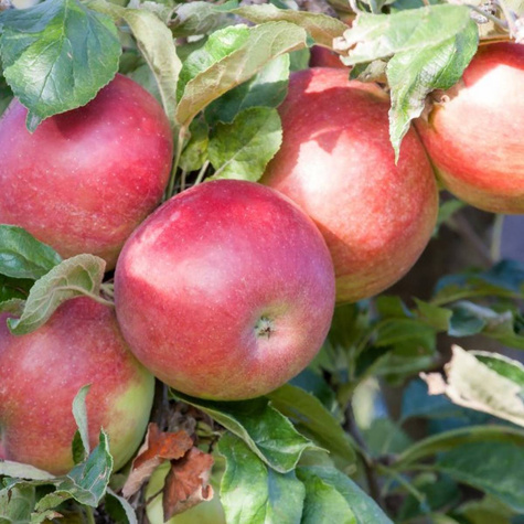 Säulen-Apfelbaum Mango - Wurzelnackte Pflanze