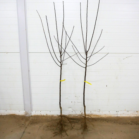 Pflaume Grüne Reneklode - Wurzelnackte Pflanze