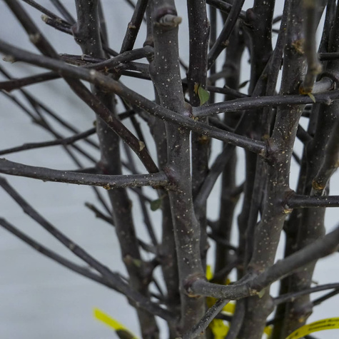 Apfelbaum ‚Kronselska’ (Gravensteiner) - Wurzelnackte Pflanze