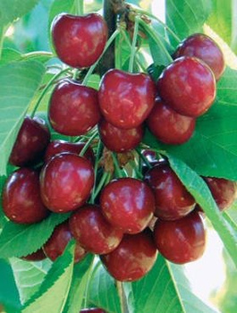 Süßkirsche Simona - Wurzelnackte Pflanze