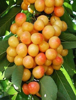 Süßkirsche Kunzego - Wurzelnackte Pflanze