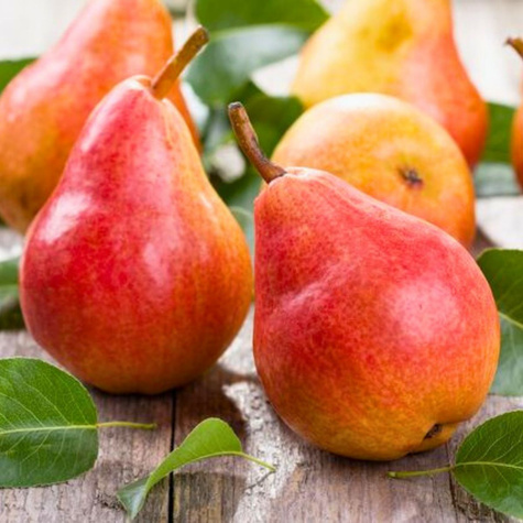 Birnenbaum Król Sobieski - Wurzelnackte Pflanze