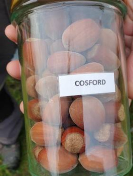 Haselnuss 'Cosford' - Wurzelnackte Pflanze