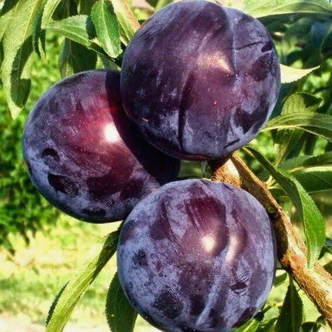 Pflaumenbaum Japanisch Schwarz Obstbaum Pflaume 80cm / 140cm