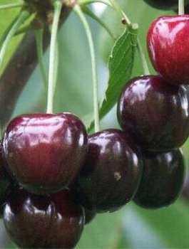 Süßkirsche Tamara - Wurzelnackte Pflanze