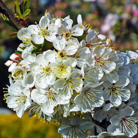 Süßkirsche Schneider - Wurzelnackte Pflanze