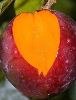 Japanischer Pflaumenbaum Casselman - Wurzelnackte Pflanze