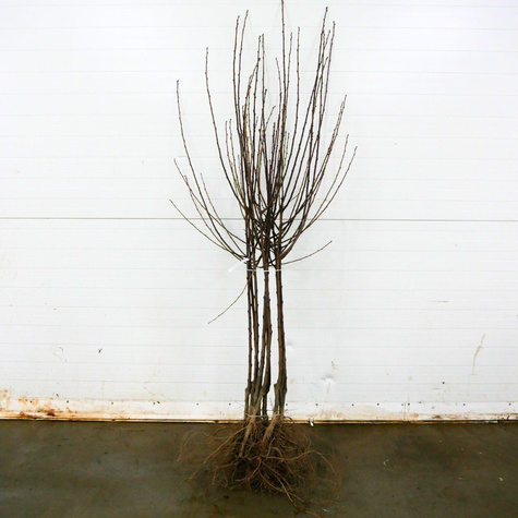 Pflaume Jerozolimka Pfirsich-Reneklode - Wurzelnackte Pflanze