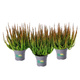 3x Heidekraut Skyline Zorina braun – Pflanzenset