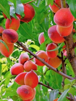 Pfirsichbaum "Rakoniewiecka" - Wurzelnackte Pflanze