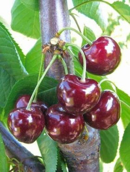 Süßkirsche Horka - Wurzelnackte Pflanze